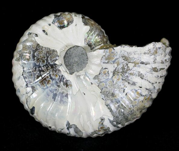 Hoploscaphites Ammonite - South Dakota #22699